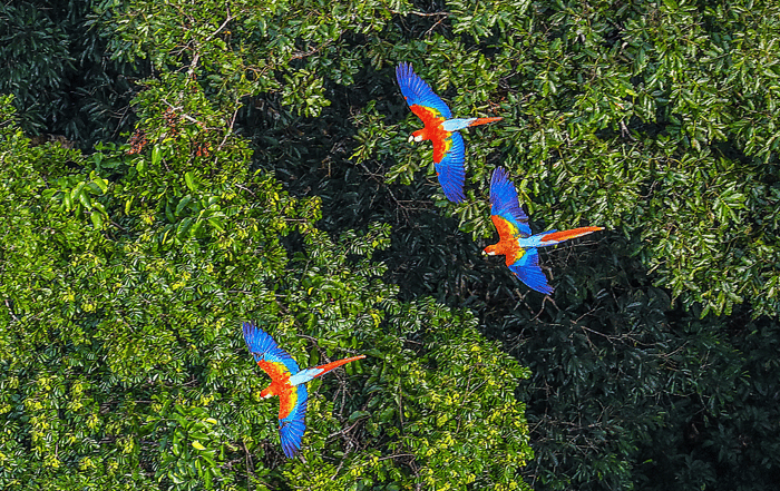 Amazonas regenwald vögel