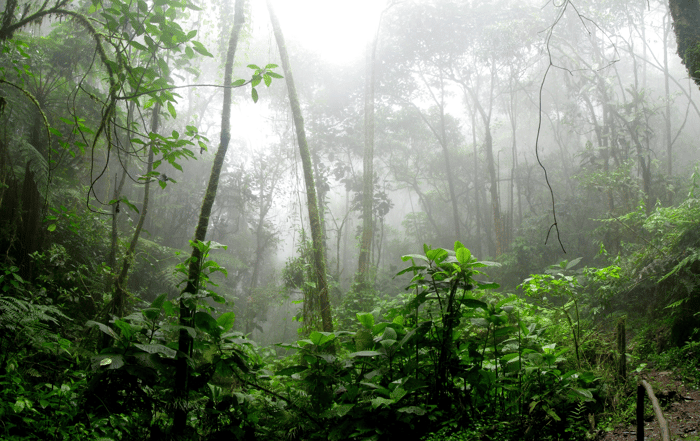Amazons Regenwald