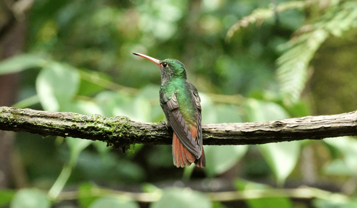 Kolibri Ecuador