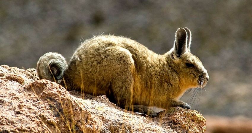 Ist es ein Hase? Ein Känguru? Es ist das Vizcacha! Quelle: Wikimedia