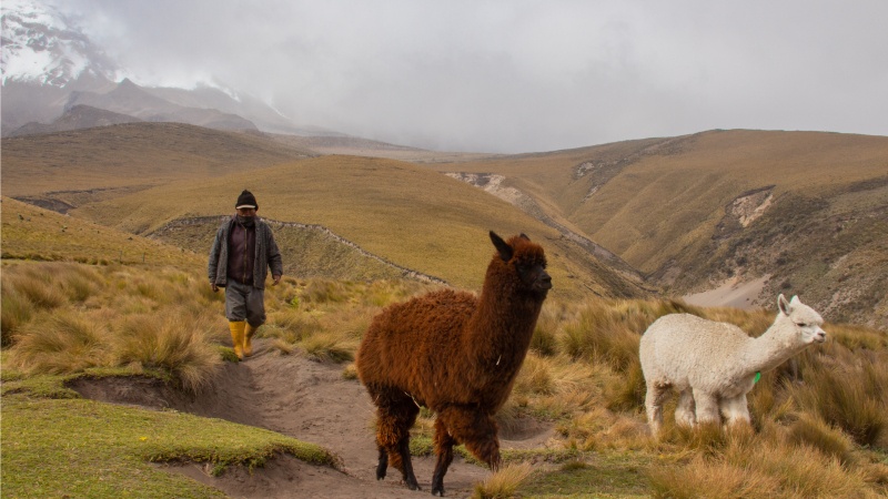 Ein Alpakahirte mit zwei seiner Alpakas am Chimborazo-Vulkan. Die Arbeit eines Alpakahirten beruht auf jahrhundertalter Tradition in den Andenländern, geriet aber lange in Vergessenheit.