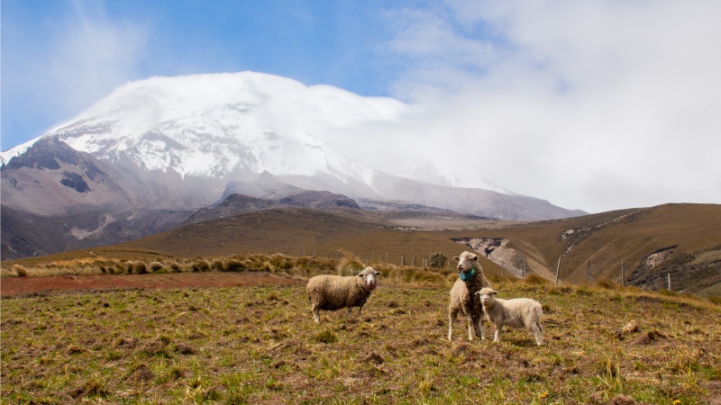 Eine schöne Kulisse mit spannender Geschichte: Schafe knapp unter der Schutzzone vor dem Chimborazo Vulkan im Jahr 2018. 