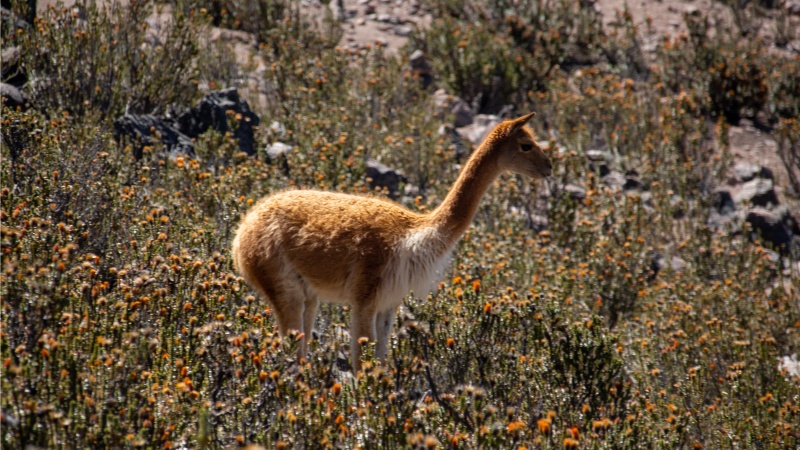 Ein Vikunja inmitten von Chuquiragua-Pflanzen am Chimborazo-Vulkan.