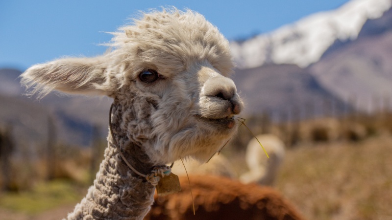 Ein Anblick, der jeden unwillkürlich etwas glücklicher stimmt...ein junges Alpaka vor dem Chimborazo-Vulkan.