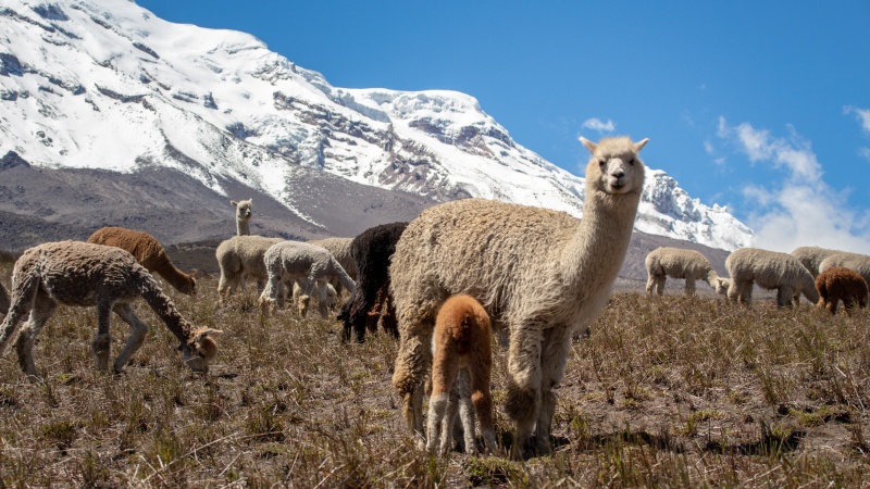 Die Bezeichnung "Babyalpaka" bezieht sich auf die Qualität der Alpakafaser! Die Wolle von Jungtieren von ~ 1,5 Jahren zählt bis zur 3. Schur auch meist zu dieser Qualitätsklasse.