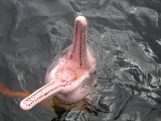 Amazon_river_dolphin_with_mouth_open
