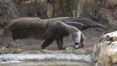 Ameisenbär im kolumbianischen Nationalpark Los Katios. Quelle: LaggedOnUser.