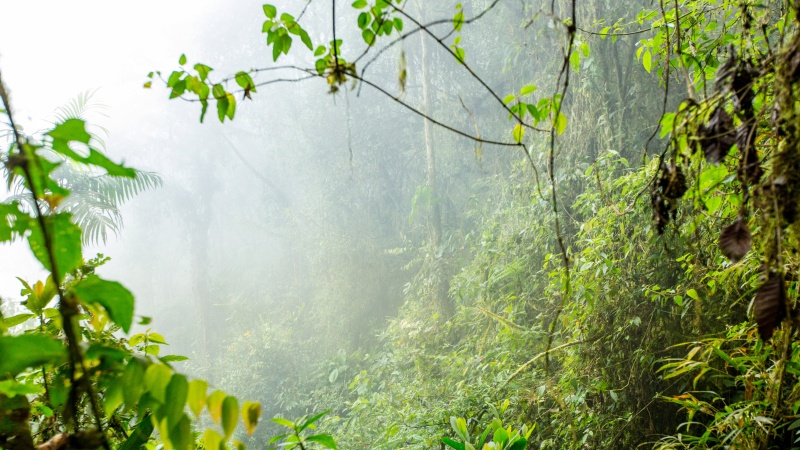 Wiederaufforstung in Ecuador liegt uns am Herzen!