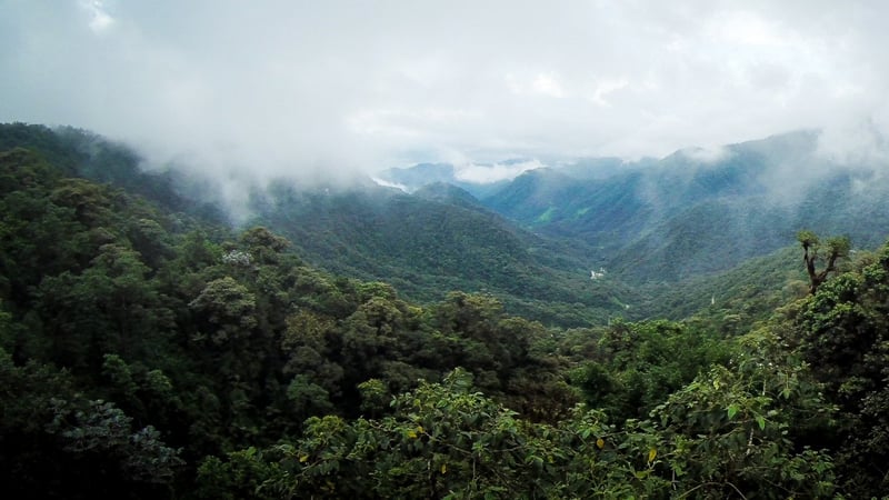 Bergnebelwald wie hier in Ecuador scheint besonders in den frühen Morgenstunden oft sehr mystisch.