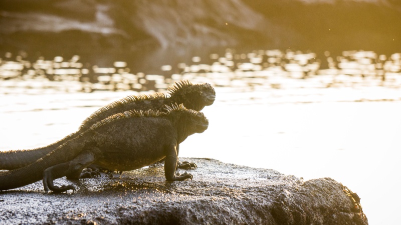 Die Echsen auf Galapagos sind ein tolles Beispiel dafür, wie sich Lebewesen im Lauf der Zeit ihrer Umgebung anpassen.