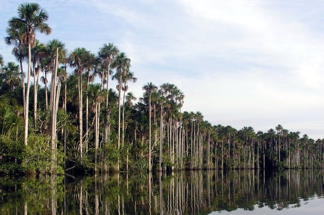 Peruanischer Regenwald, Puerto Maldonado