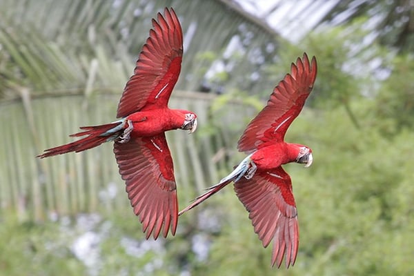 Manu Nationalpark Peru