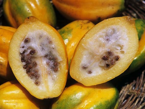 Exotische Früchte: Papaya arequipeña