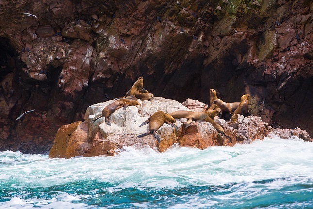 Top 10 Peru Highlights: Bei einer Bootstour zu den Ballestas Inseln kann man Selöwen beim Sonnenbaden beobachten.