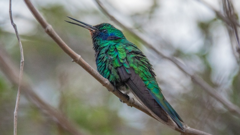 Kolibri in Yunguilla.