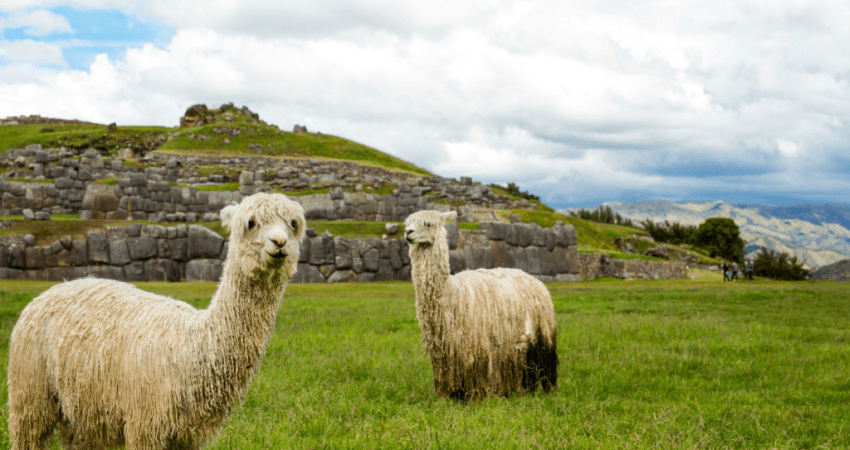 Alpakas vor Sacsayhuamán.