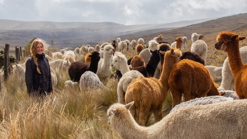 Alpakah fe in Deutschland Das Leben ist eine Alpakafarm