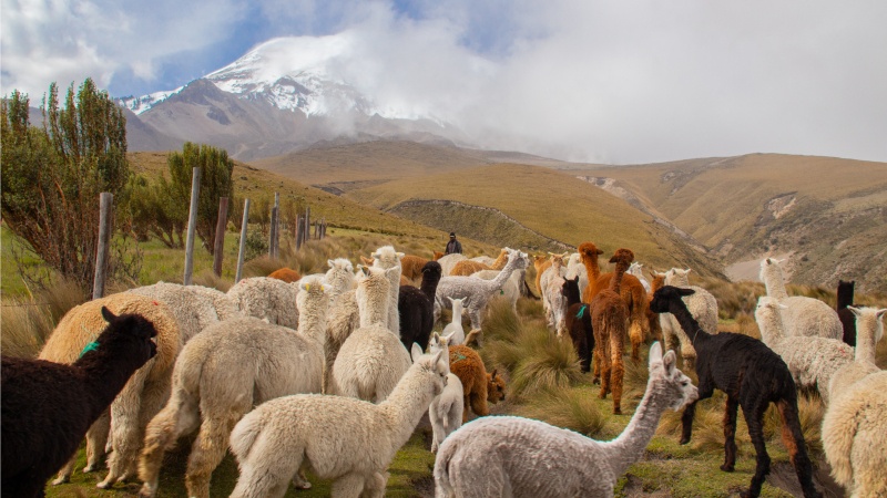 Keine bodenschädigenden Hufe, umweltverträglicheres Fressverhalten und feinere Wolle: Alpakas haben viele Vorzüge gegenüber Schafen, was auch die Alpakahaltung in Ecuador wieder in Schwung gebracht hat. 