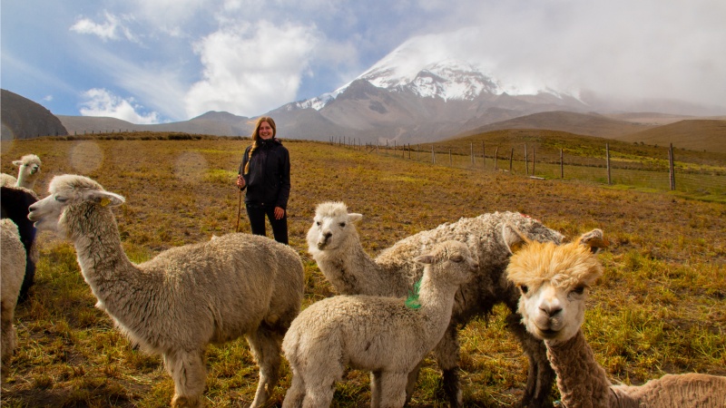 Mit Alpakaherde auf über 3.800m in der Schutzzone vor dem Chimborazo: Ein Bild, das so noch vor 20 Jahren nicht entstanden wäre. 