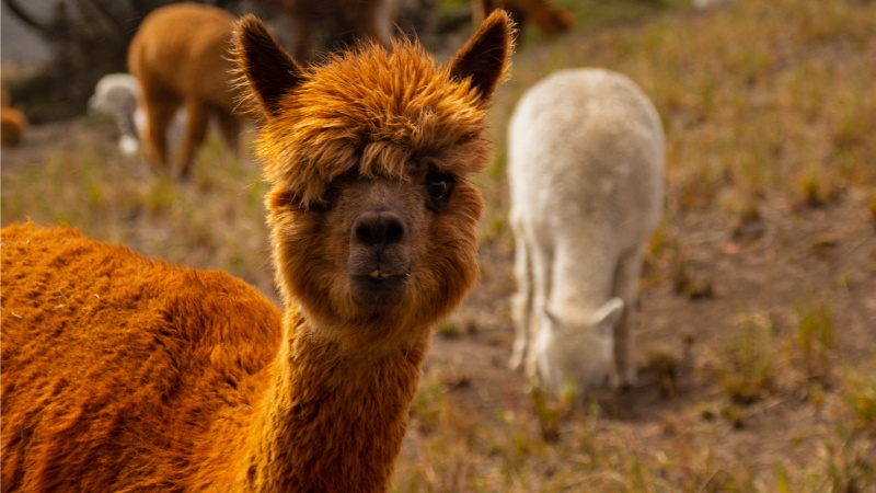 Die Alpakas retteten sowohl die Gemeinden als auch die Natur in Ecuador, als der Wollpreis zu sinken und der Paramo sich in eine Wüste zu verwandeln begann. 