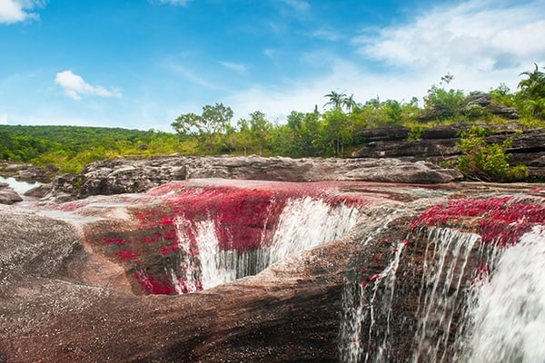 Caños Cristales in Kolumbien