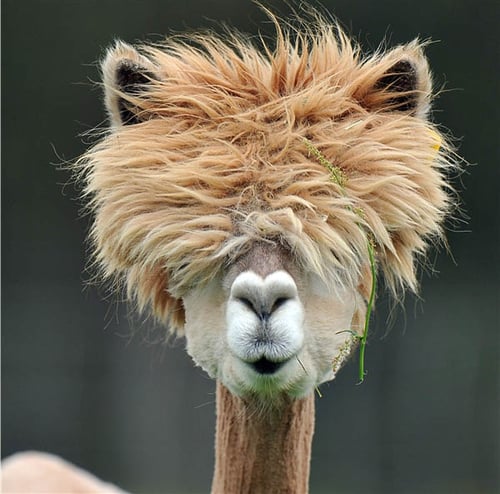 43+ Witzig lustige frisuren bilder , Die lustigen Frisuren der Alpakas