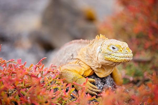 Seeleguan auf Galapagos