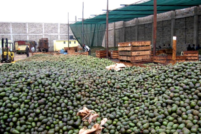 Avocado wurden durch die Auswirkungen des Avocado-Hypes zum beliebten Massenimport