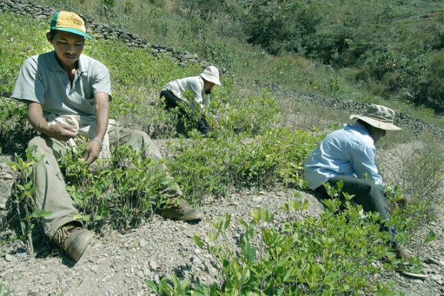 Kokablätter werden vor allem im Hochland Perus angebaut, verkauft und konsumiert