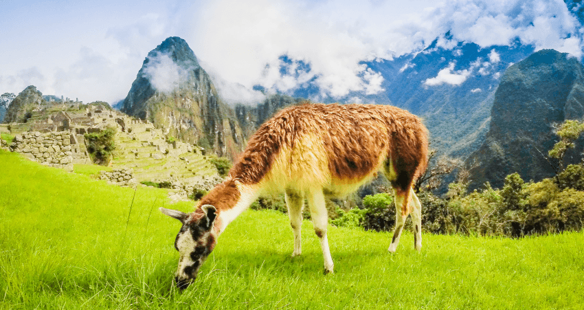 Lama vor Machu Picchu.