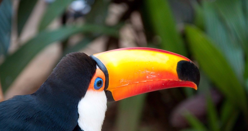 Im Pantanal gibt es über 665 verschiedene Vogelarten zu beobachten!