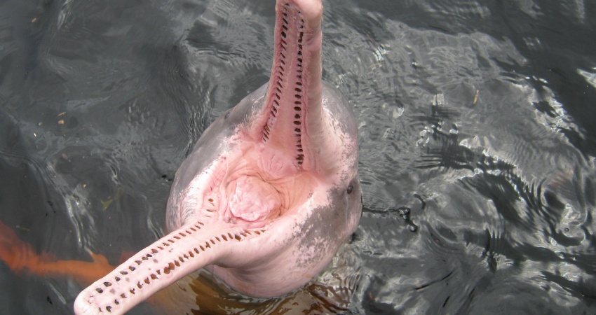 Von den Amazonas-Flussdelfinen existieren noch mehr als bislang angenommen in Peru - hier ist ein rosafarbener Süßwasserdelfin zu sehen! Quelle: wikipedia