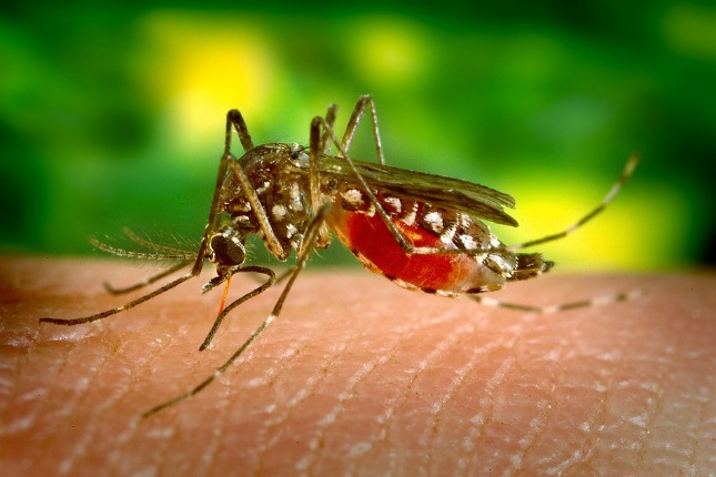 Moskitos in Peru können Krankheiten wie Dengue übertragen.