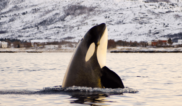 Orcas