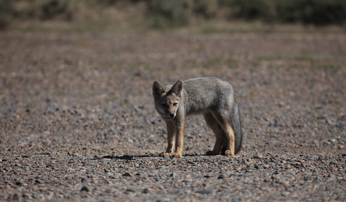 Argentinian fox