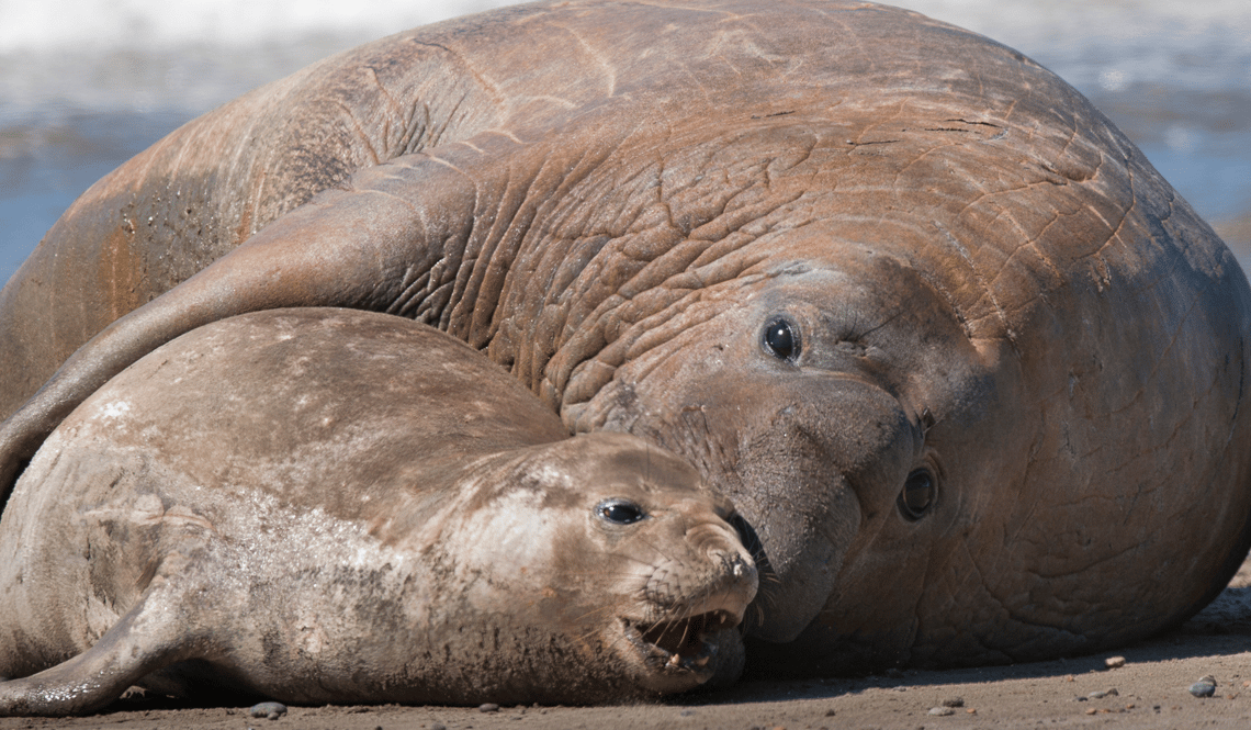 Elephant seal