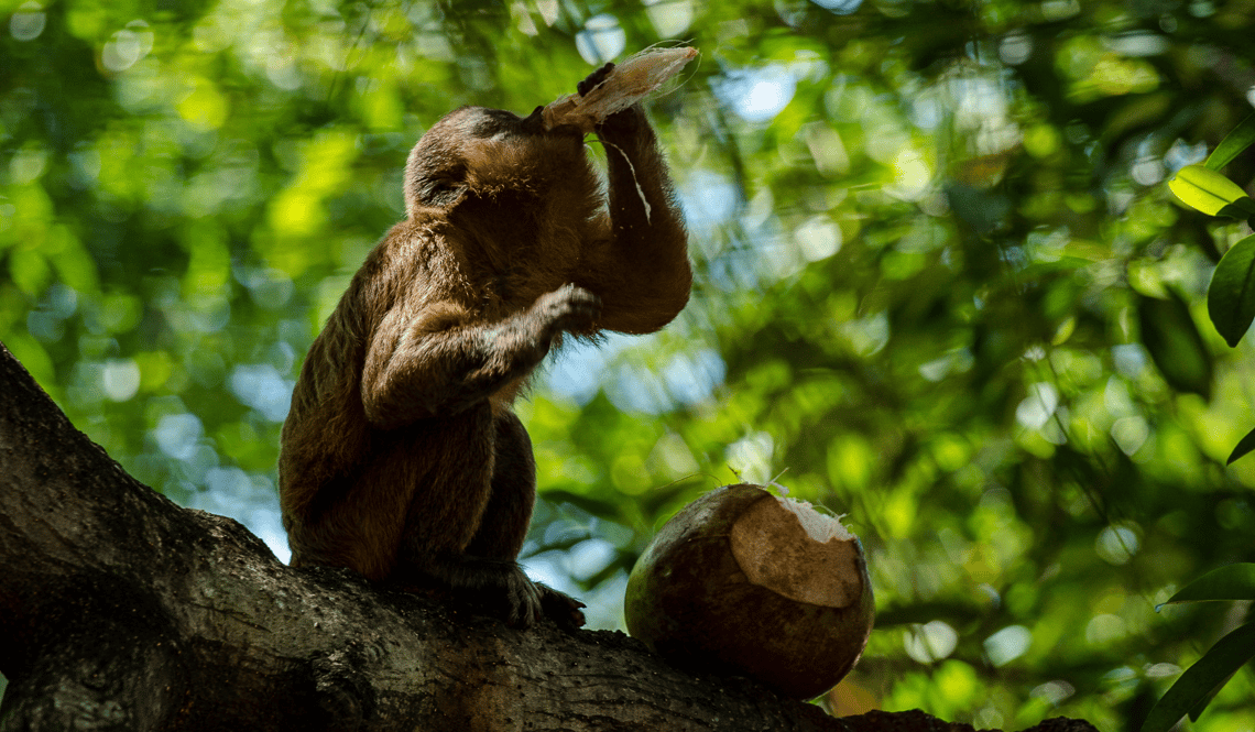 Macaque, credit_ VisitBrasil