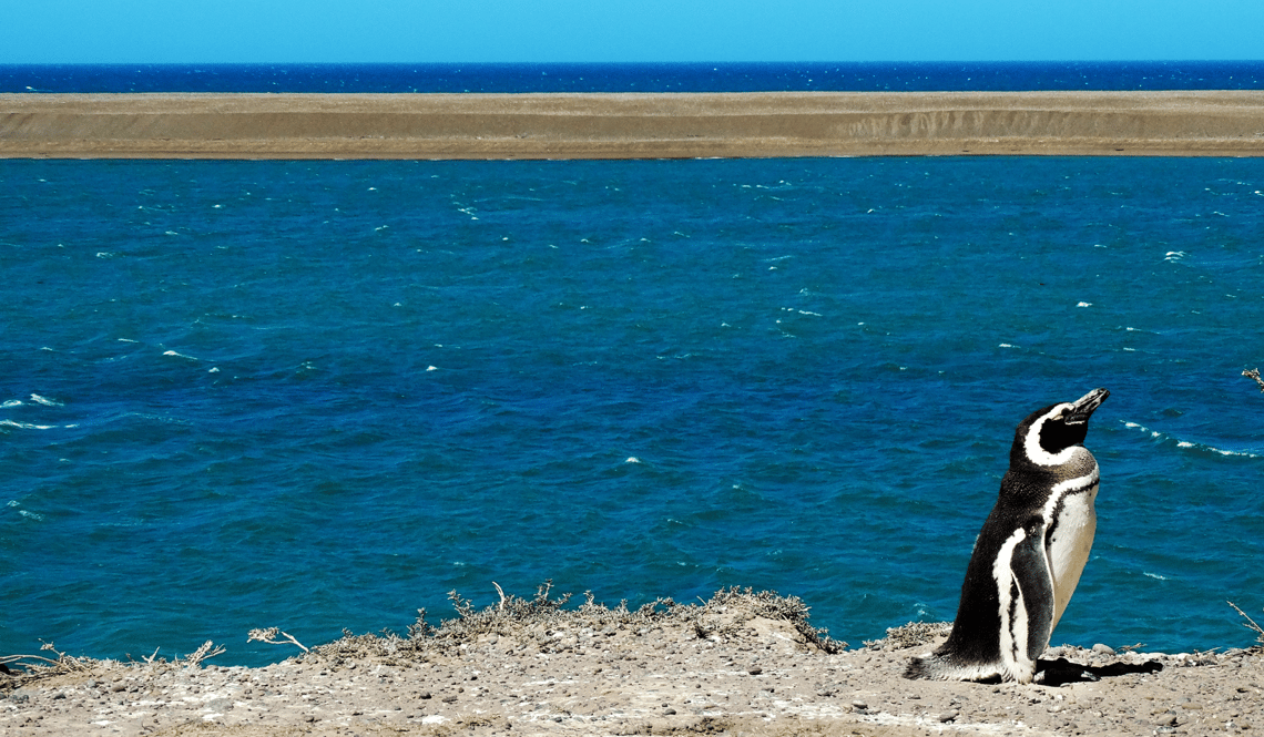 Magellanic penguin