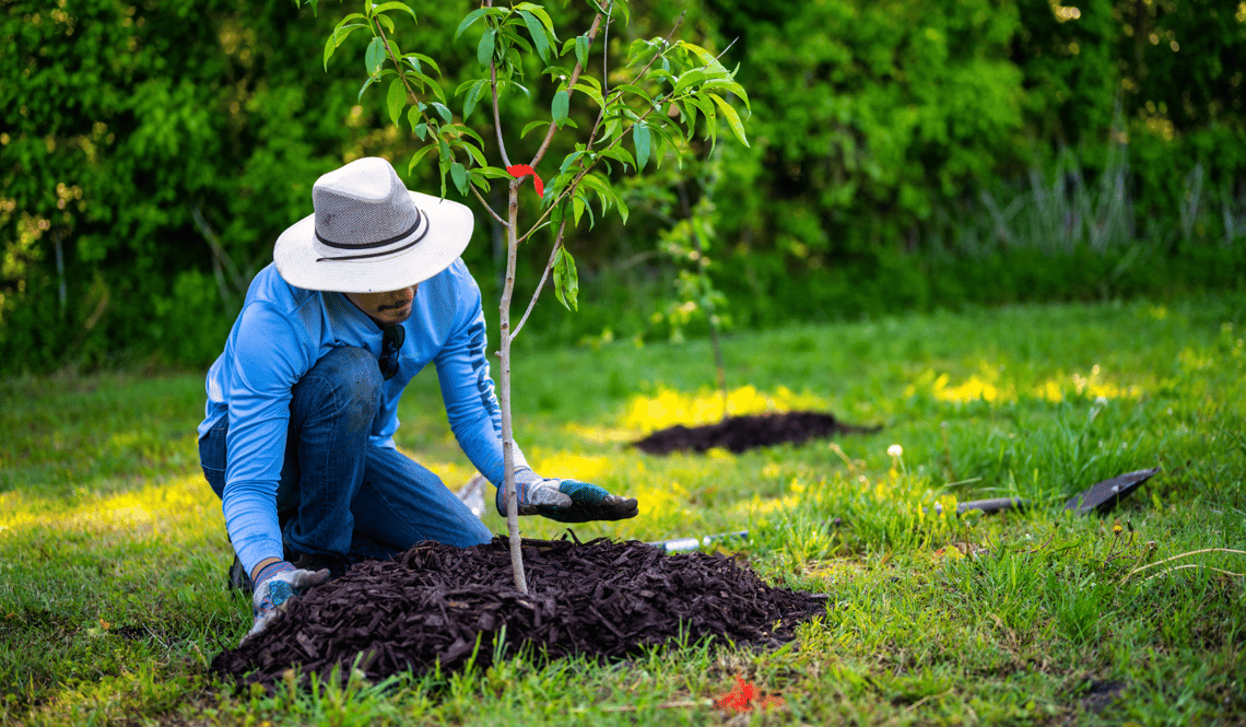VIV 04.25 Tree Planting (5)