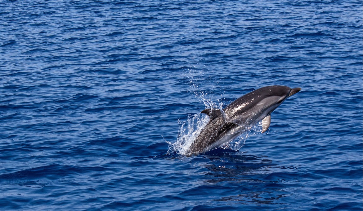 dolphin-galapagos