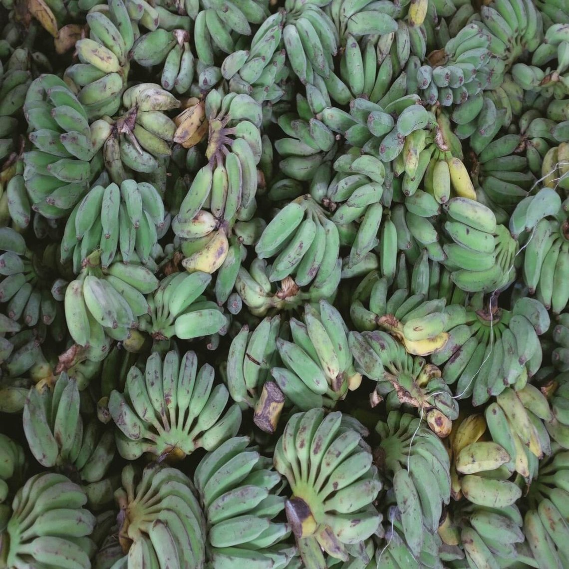 plantains-690695_1920 (1) (1)